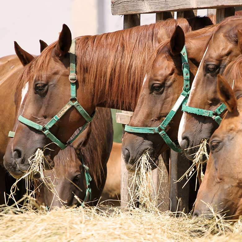 Paglia trinciata e depolverizzata per lettiera cavalli. CHOPPED STROW  CAVALLI