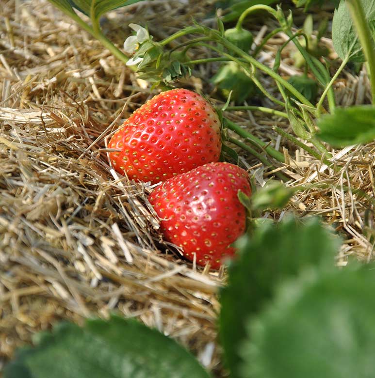 Lenabox Garden Stroh - Erdbeeren