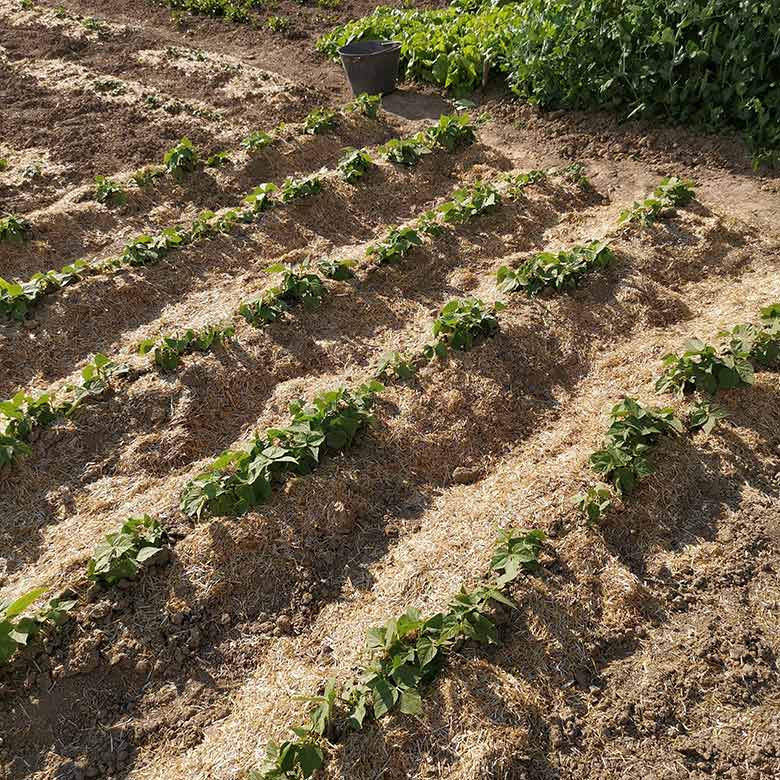 Lenabox Garden straw